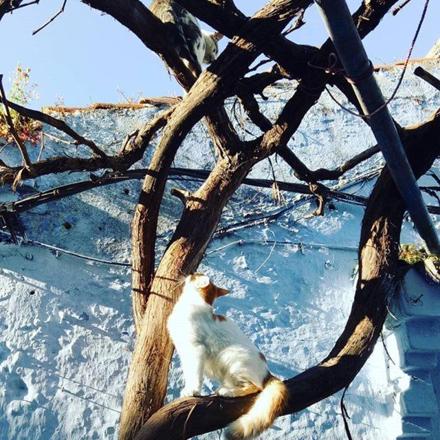 Casa Plasa Grande Chefchaouen Exterior photo